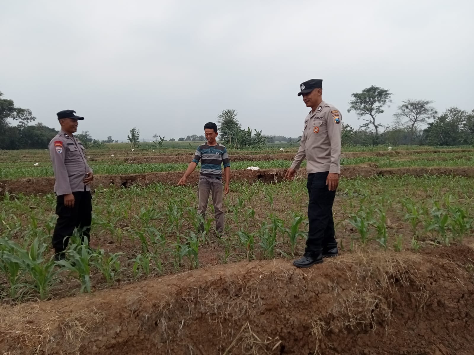 Polsek Bareng Laksanakan Pemantauan Tanaman Jagung Kuartal III Tahun 2026 Dukung Program Ketahanan Pangan