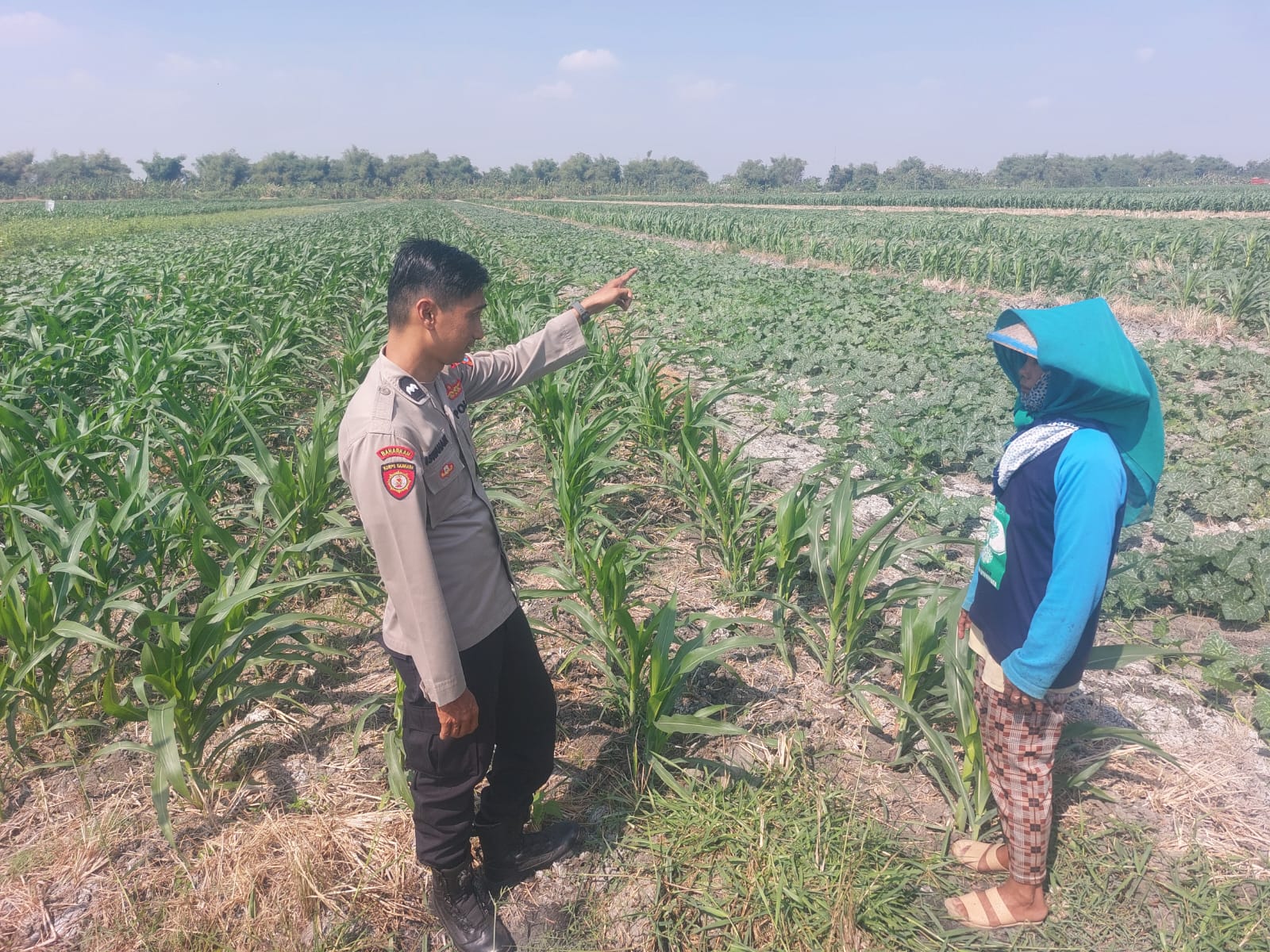 Pengecekan Lahan Tanaman Jagung dalam Rangka Mendukung Ketahanan Pangan