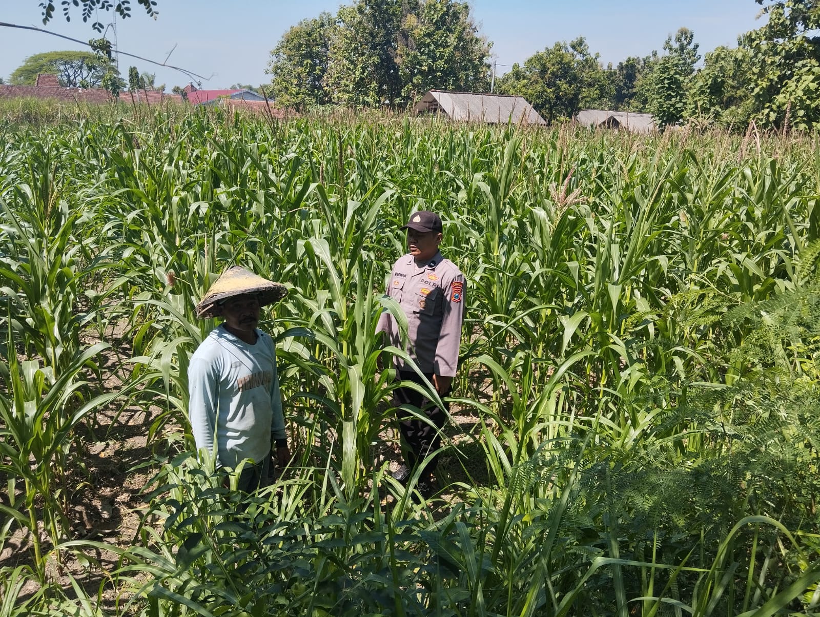 Polsek Plandaan Monitoring Tanaman Jagung, Dukung Ketahanan Pangan