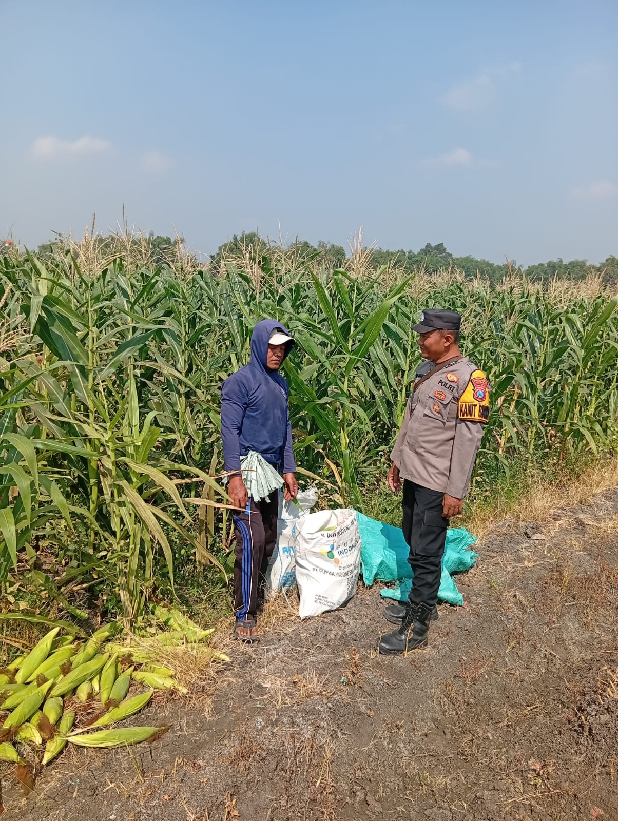 Kanit Binmas Polsek Kudu Meninjau Penanaman Jagung Bentuk Kepdulian Polri Terhadap Ketahanan Pangan