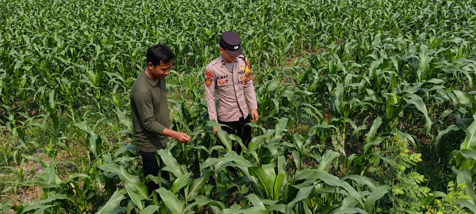 Bhabinkamtibmas Polsek Perak Dampingi Warga Dukung Program Ketahanan Pangan