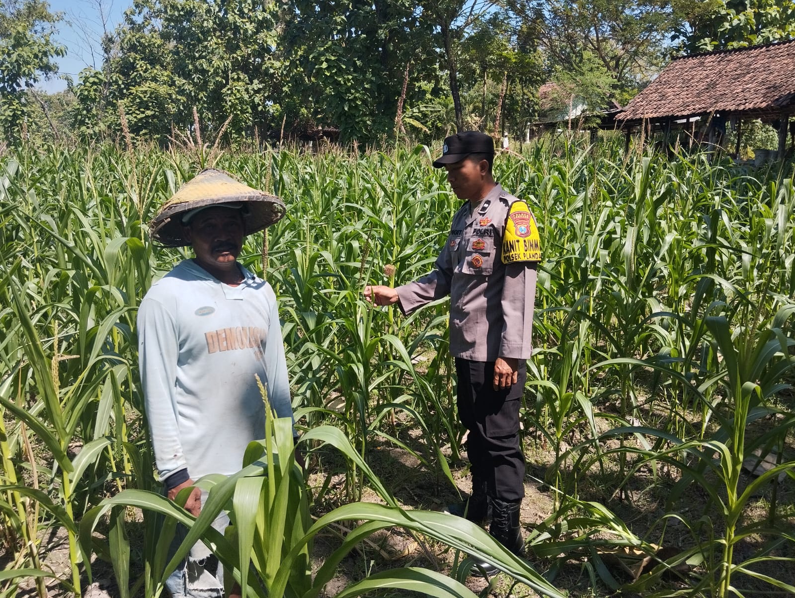 Peninjauan Lahan Tanaman Jagung dalam Rangka Ketahanan Pangan