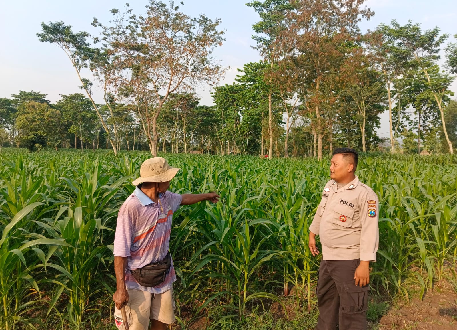 Polres Jombang Lakukan Pemantauan Tanaman Jagung dalam Mendukung Ketahanan Pangan Nasional