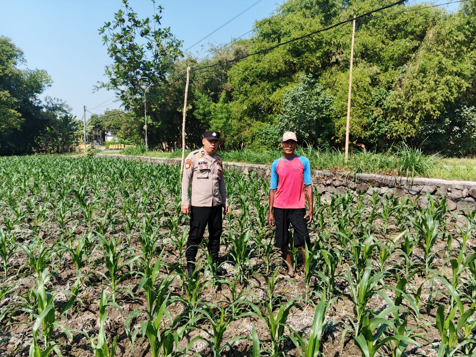 Polsek Ngusikan Dampingi Petani, Pastikan Pertumbuhan Tanaman Jagung Optimal