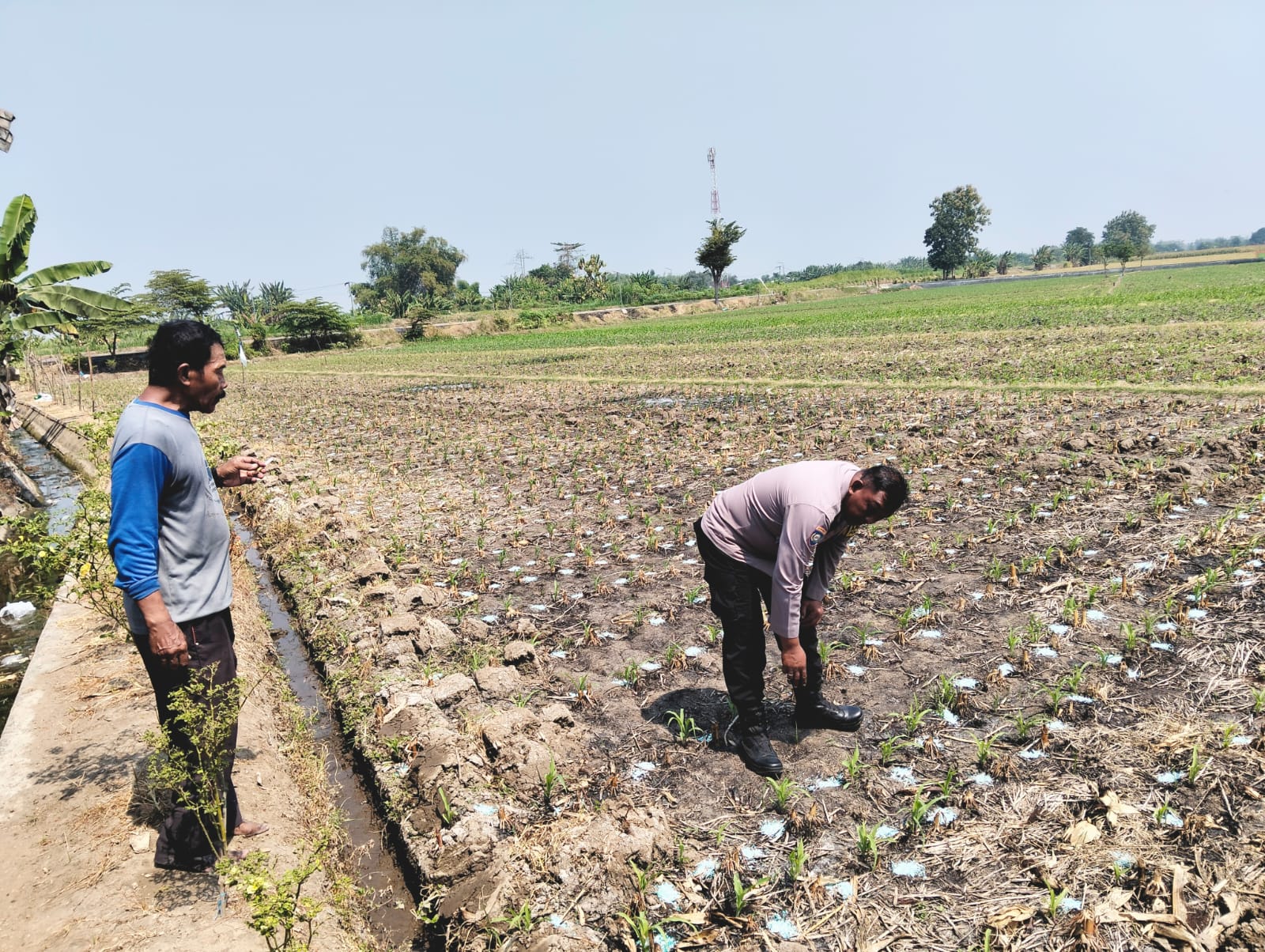 Bhabinkamtibmas Desa Bongkot Pantau Tanaman Jagung, Dukung Ketahanan Pangan di Desa Binaan
