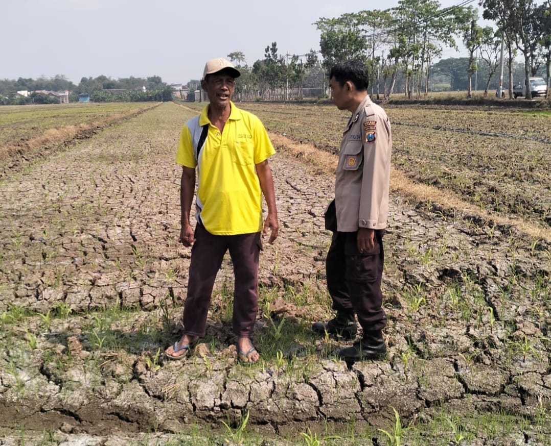 Bhabinkamtibmas Polres Jombang Dukung Ketahanan Pangan melalui Penanaman Jagung Bersama Petani