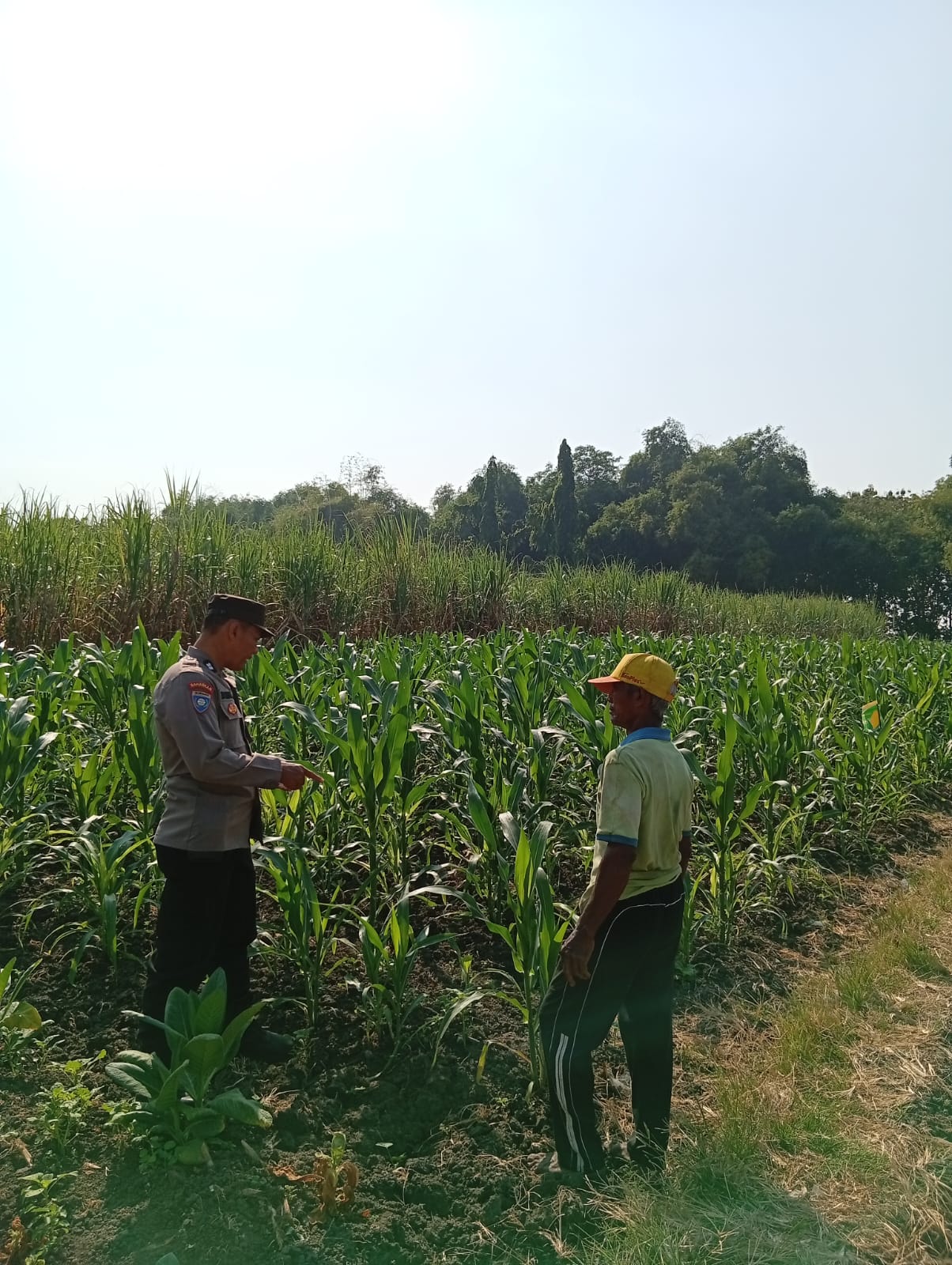 Kanit Binmas Monitoring Penanaman Jagung Dalam Rangka Mendukung Ketahanan Pangan