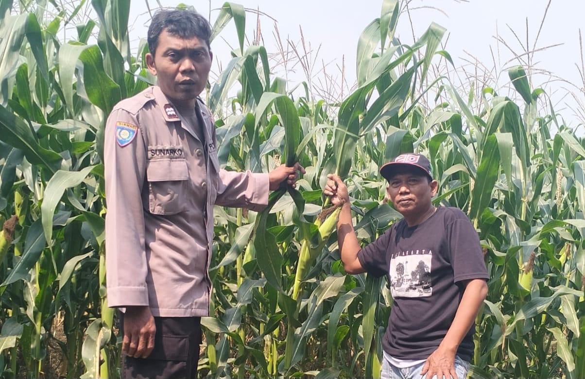Dukung Ketahanan Pangan, Polsek Mojowarno melaksanakan Pengecekan Tanaman Jagung