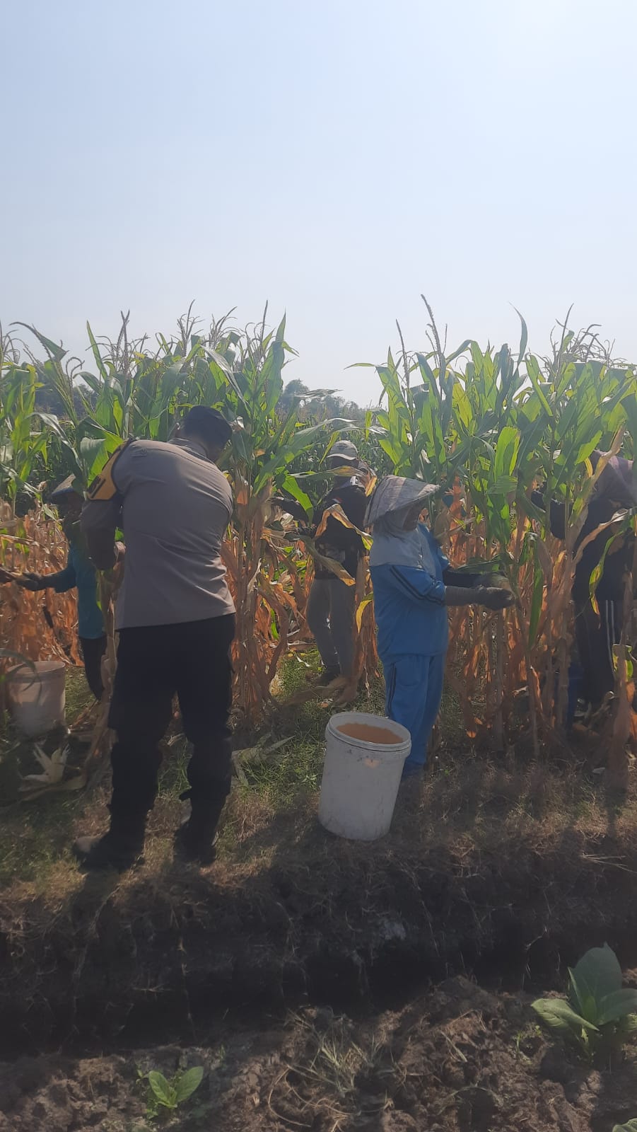 Polsek Kudu Giat Ketahanan Pangan di Wilayah Kecamatan