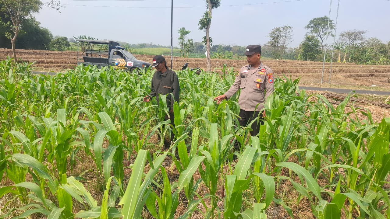 Personil Polsek Bareng Laksanakan Peninjauan Tanaman Jagung Dukung Program Ketahanan Pangan