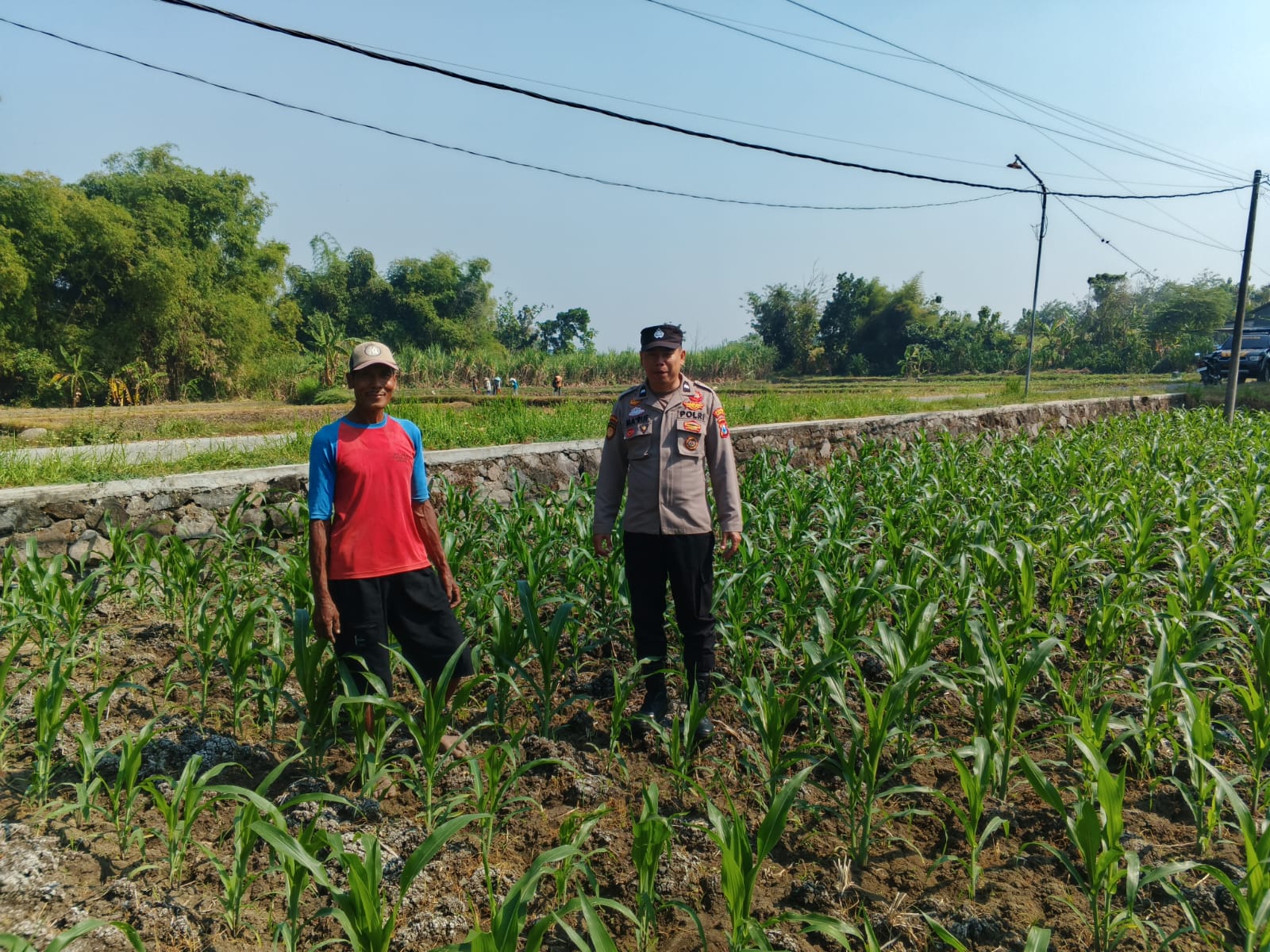Polsek Ngusikan Melakukan Pengecekani Tanaman Jagung Bantuan Dinas Pertanian melalui Polres Jombang