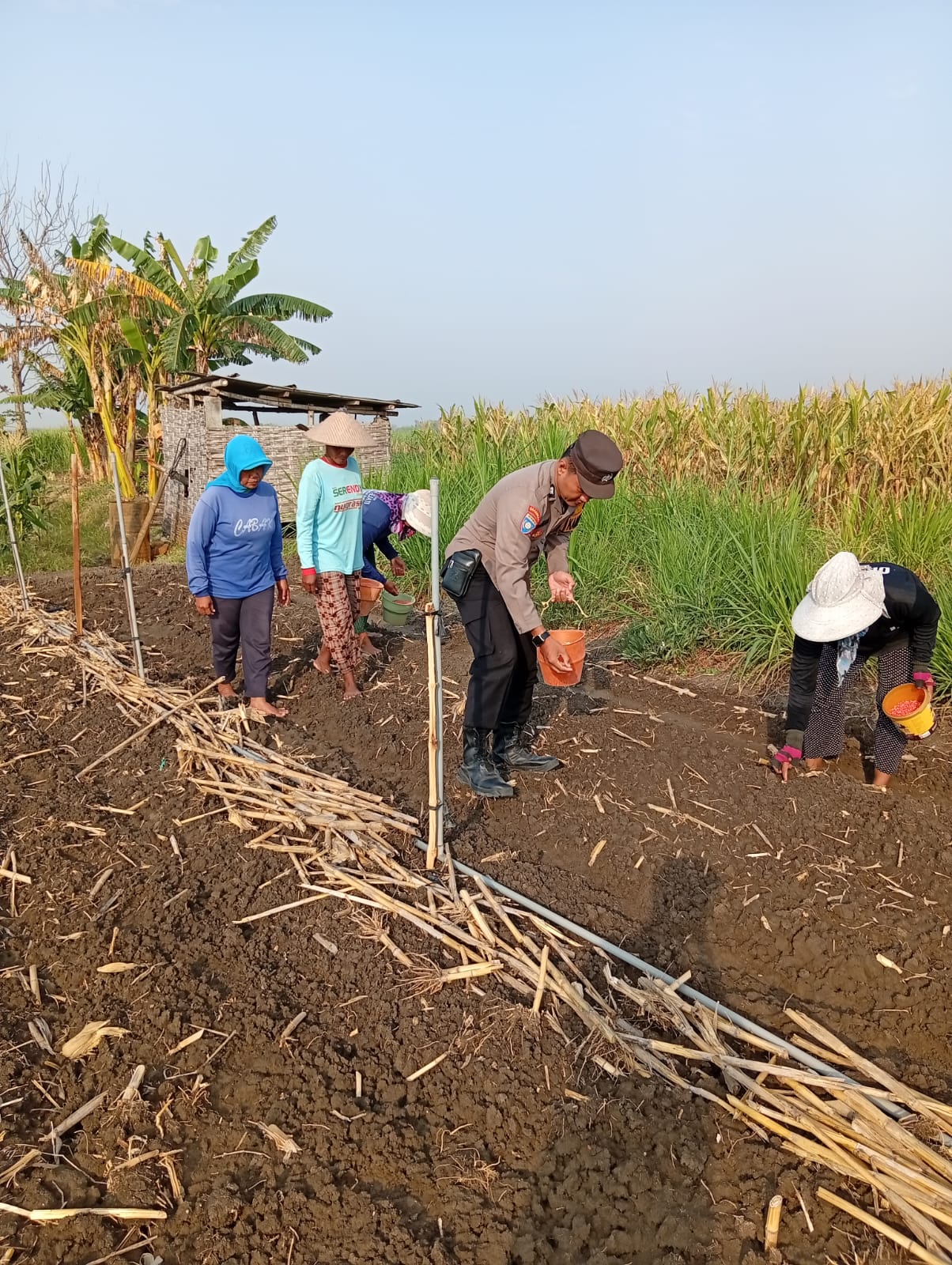 Monitoring Giat Penanaman Benih Jagung Bantuan Dari Polres Jombang Dan Dinas Pertanian