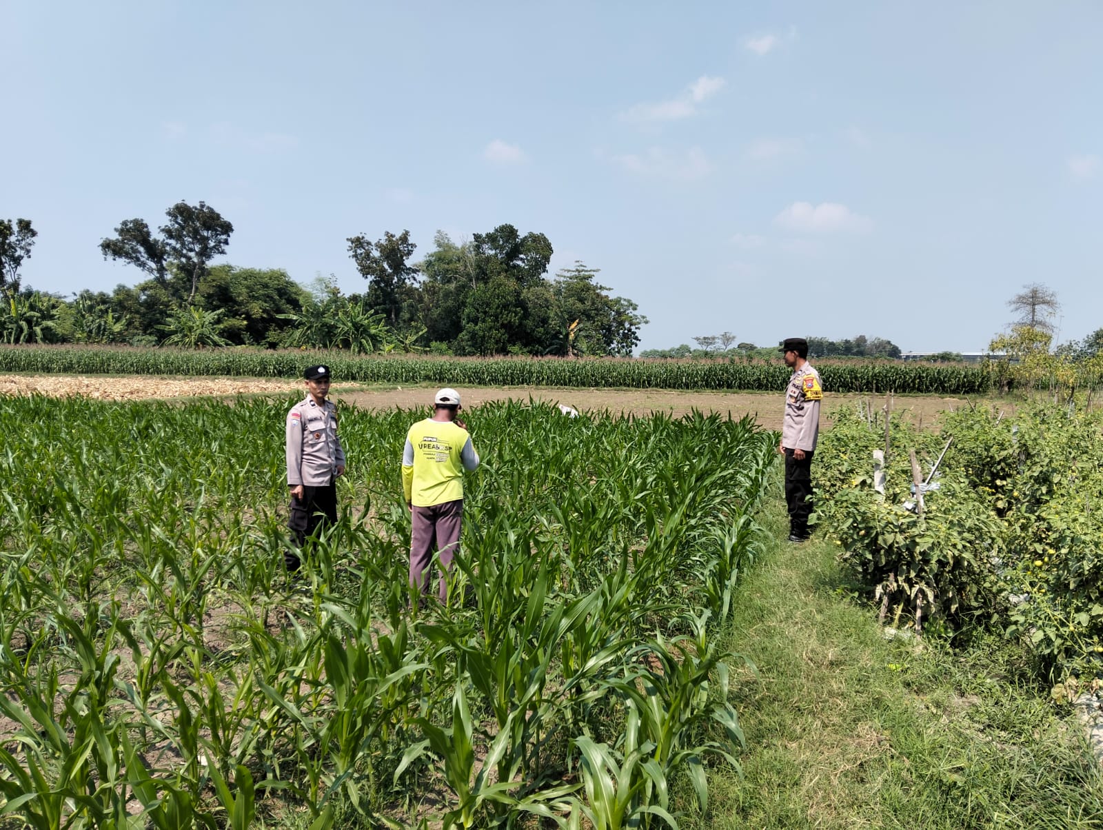 Kanit Binmas Polsek Bandar Kedungmulyo Pantau Perkembangan Tanaman Jagung