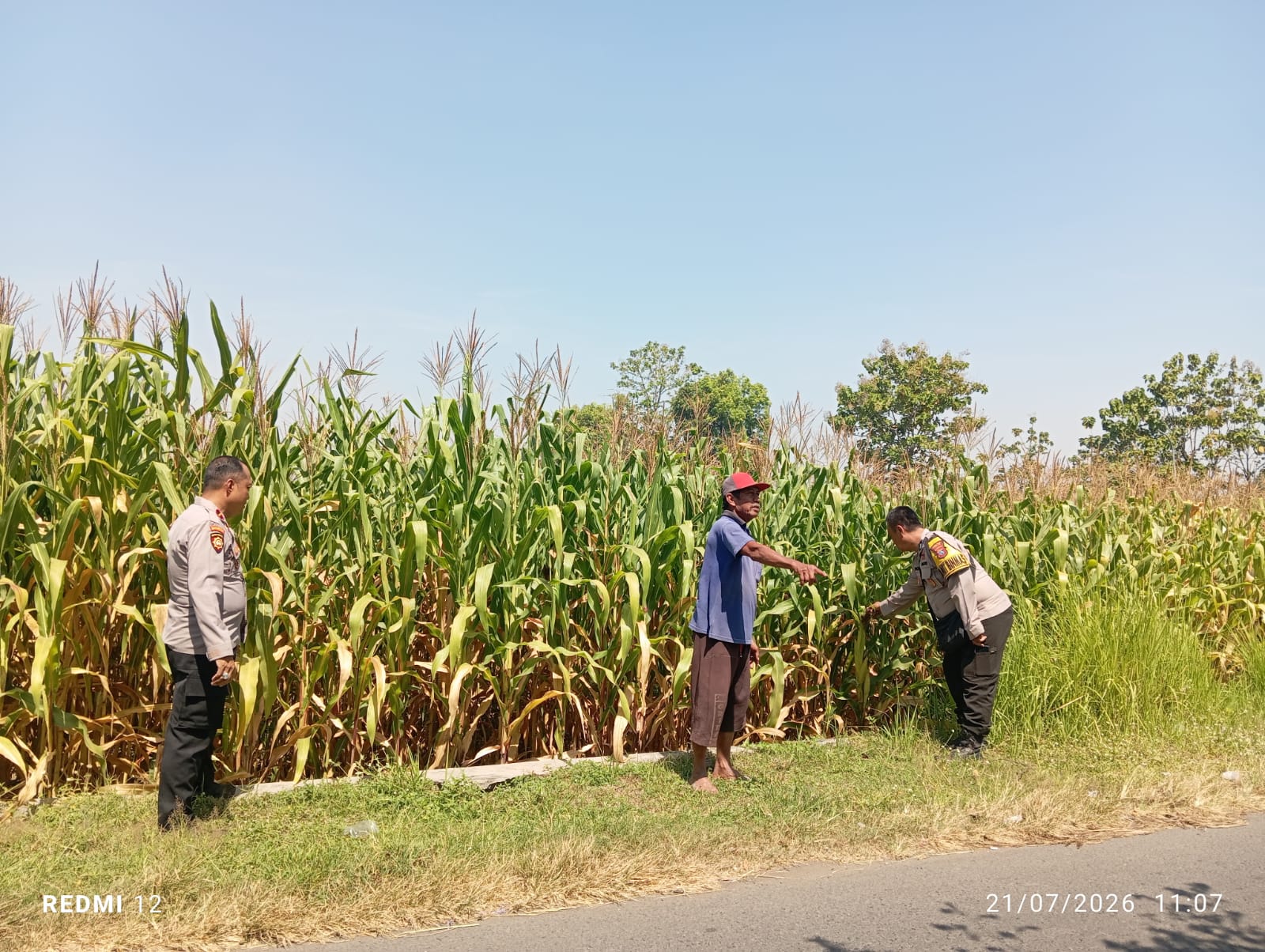 Personel Polsek Jombang Monitoring Perkembangan Tanaman Jagung di Desa Plosogeneng