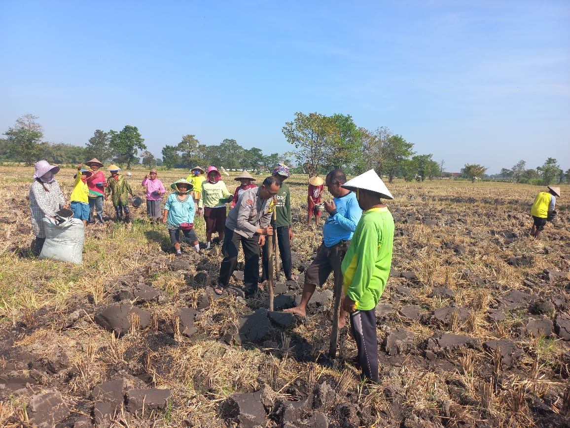 Polri dan Masyarakat Tanam Jagung, Langkah Nyata Dukung Swasembada Pangan