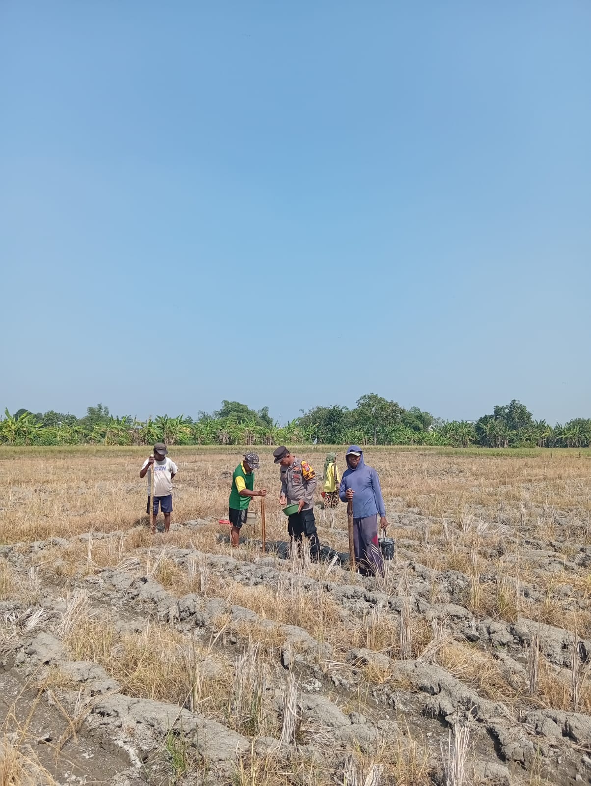 Polsek Kudu Monitoring Kegiatan Penanaman Jagung Dalam Rangka Mendukung Program Nawacita Ketahanan Pangan