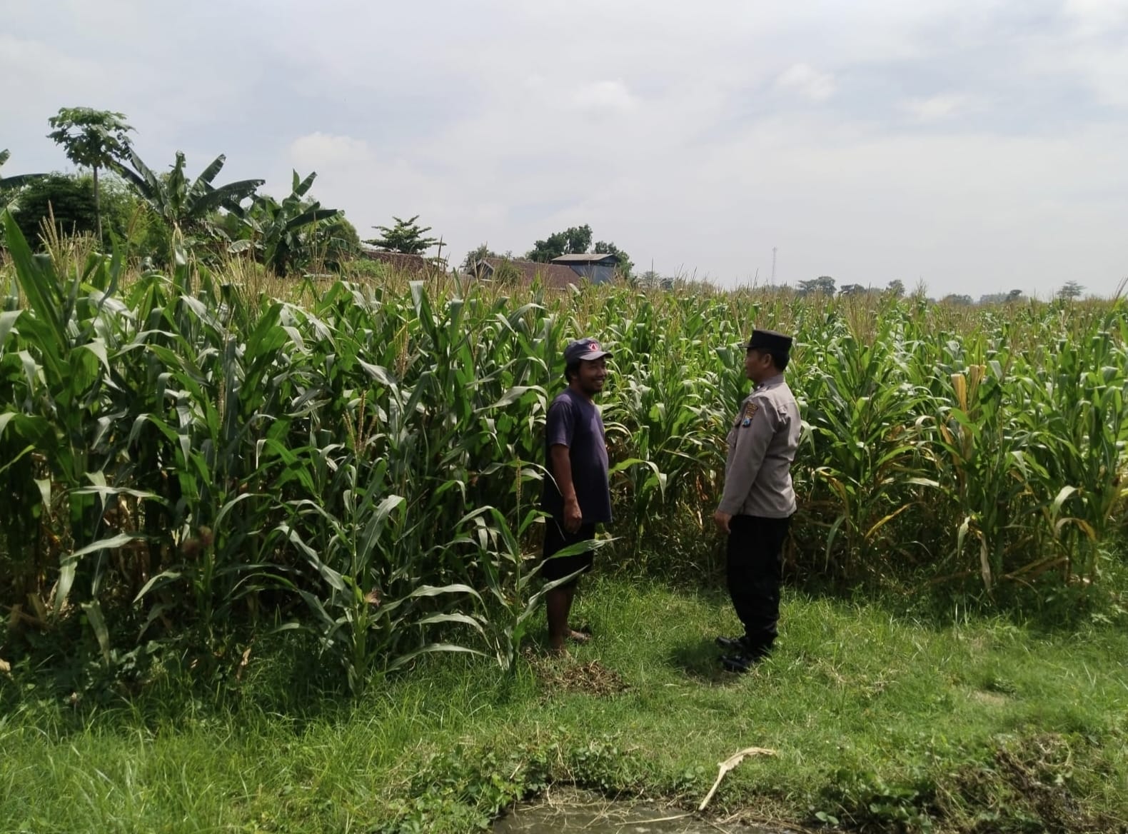 Polsek Sumobito Lakukan Peninjauan Lahan Tanaman Jagung Binaan, Dalam Rangka Mendukung Ketahanan Pangan
