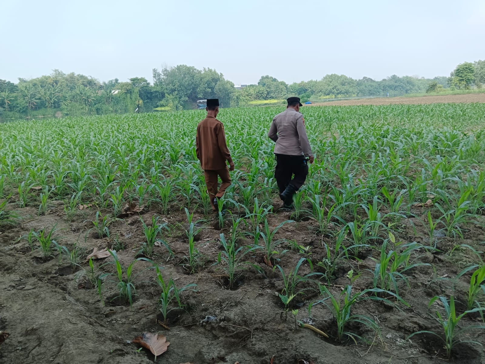 Polsek Ploso Intensif Dampingi Petani Dukung Program Asta Cita Swasembada Pangan