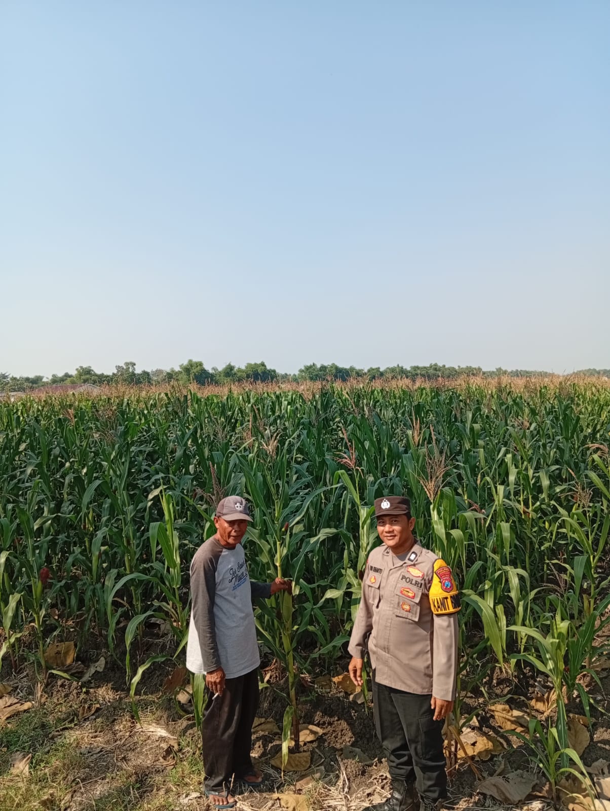 Polsek Kudu Monitoring Lahan Jagung Bentuk Dukungan Ketahanan Pangan