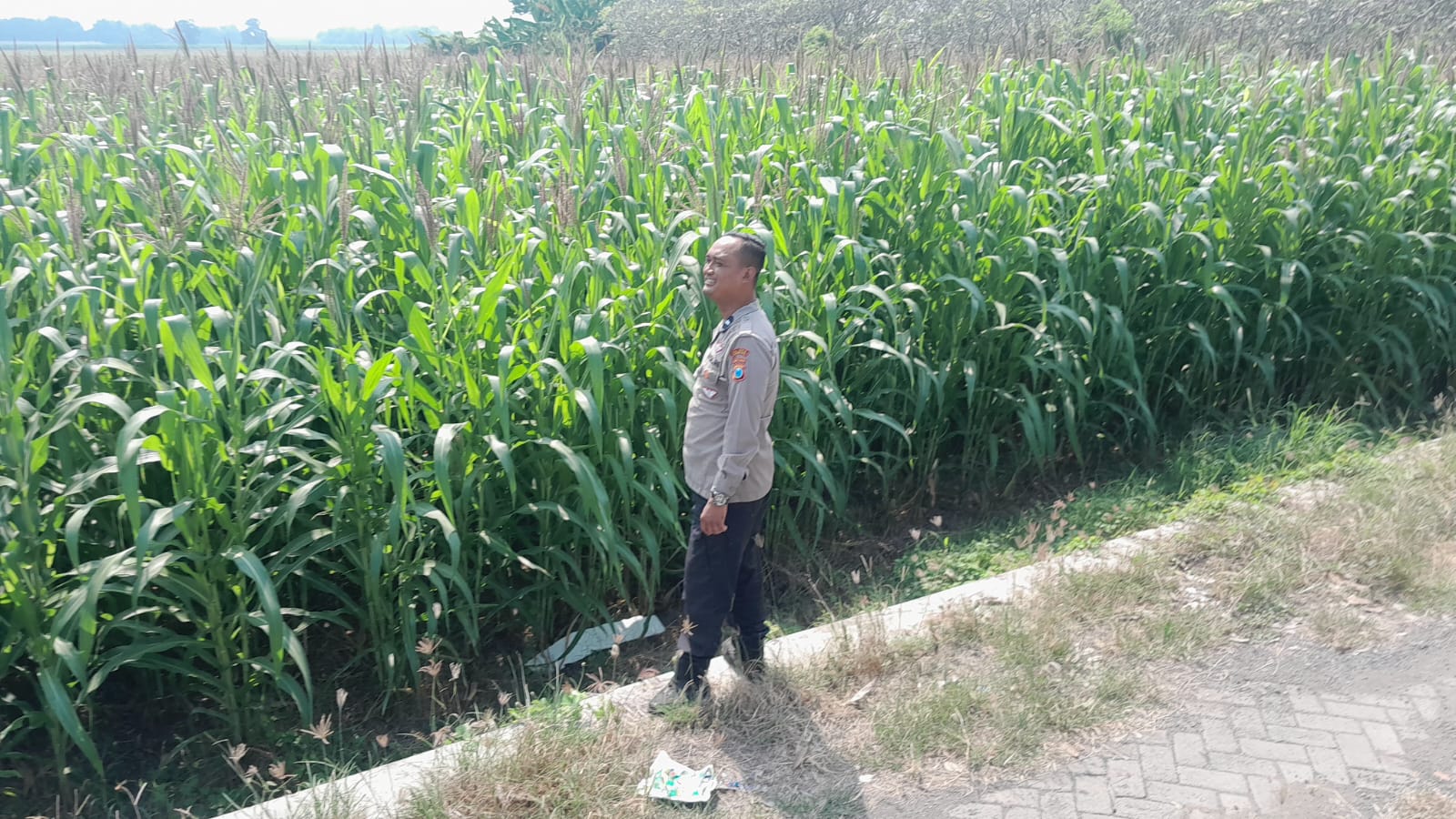 Bhabinkamtibmas Mojotrisno Aipda Hamid melaksanakan pengecekan serta pemantauan lahan tanaman jagung warga binaan dalam mendukung program ketahanan pangan nasional.