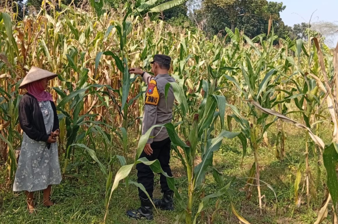 Kanit Binmas Polsek Kudu Monitoring Tanaman Jagung, Dukung Program Ketahanan Pangan Nasional