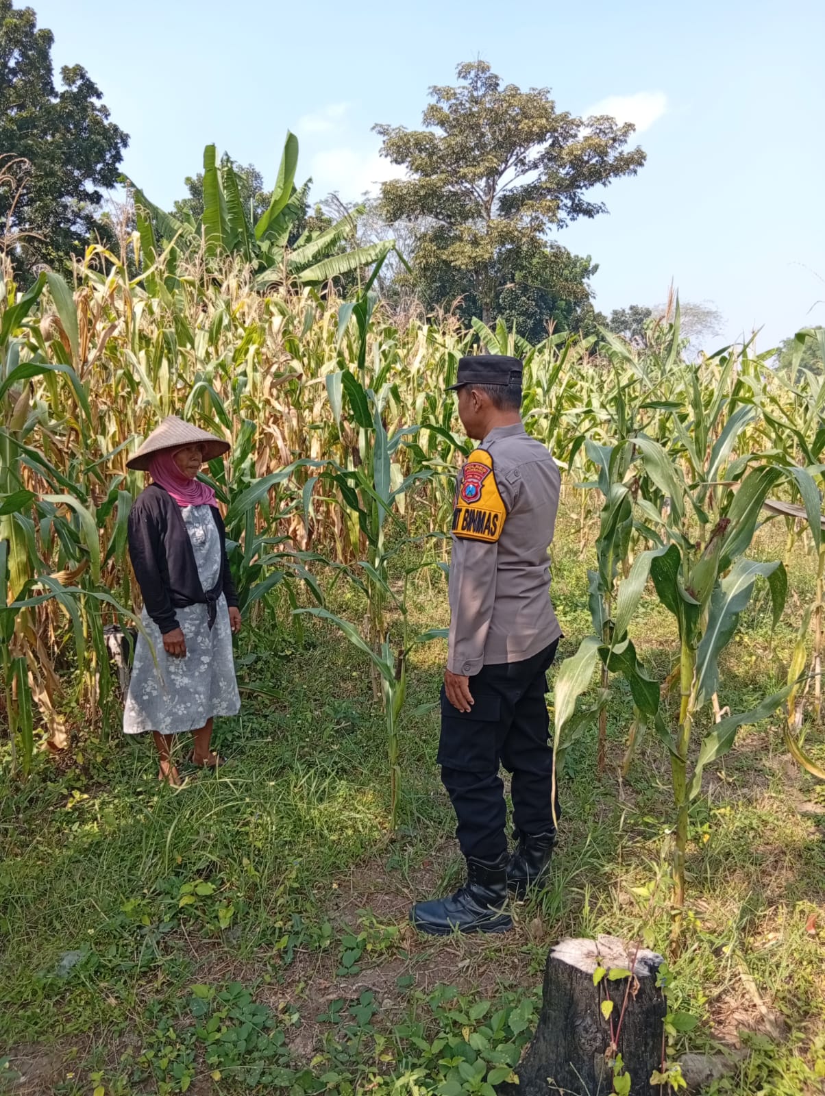 Polsek Kudu Sambang Sawah Milik Warga Merupakan Wujud Kepedulian Polri Terhadap Sektor Pertanian dan Ketahanan Pangan
