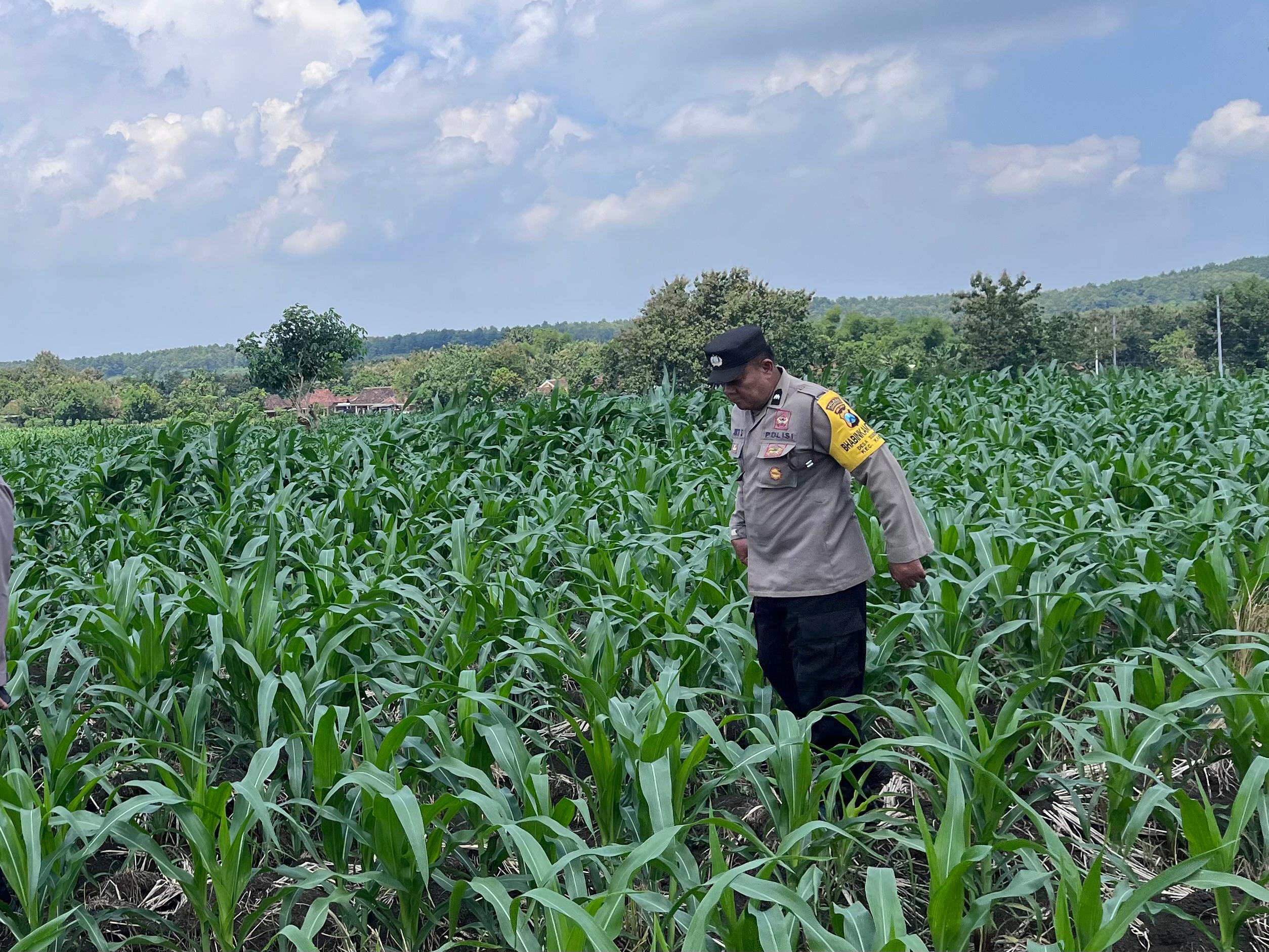 Dukung Ketahanan Pangan, Polsek Kabuh Tinjau Lahan Jagung Warga
