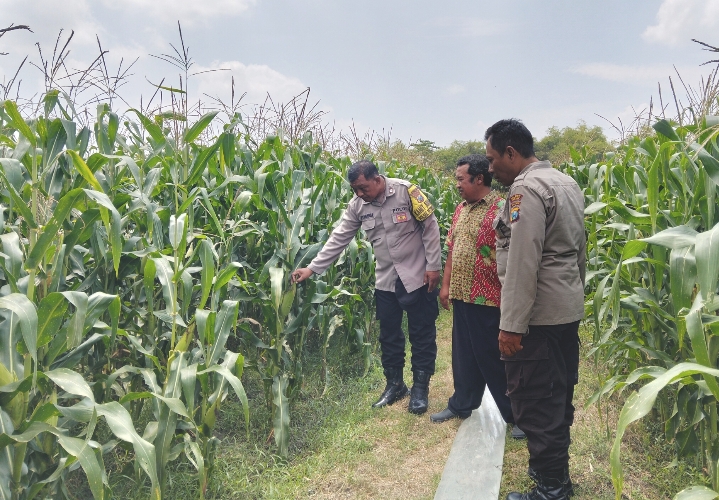 Wujud Dukungan Ketahanan Pangan Nasional, Polsek Peterongan Edukasi Petani Jagung