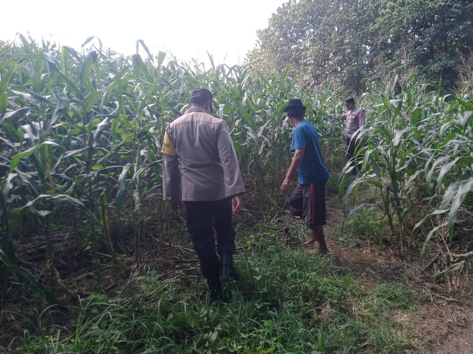 Dukung Ketahanan Pangan, Bhabinkamtibmas Desa Kedungjati Sambang Tanaman Jagung Milik Warga Binaan