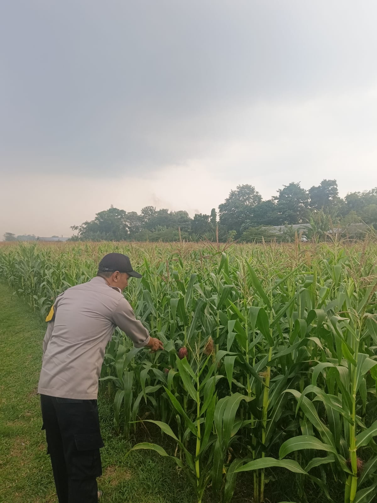 Bhabinkamtibmas Desa Ngumpul Sambangi Kebun Jagung Milik Warga Binaan, Wujud Kepedulian Polri Terhadap Ketahanan Pangan