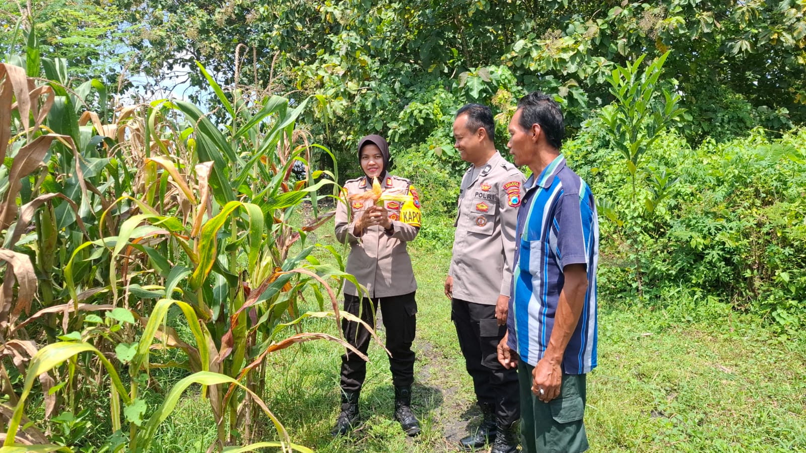 Pengecekan Lahan Jagung oleh Kapolsek Tembelang dalam Mendukung Ketahanan Pangan