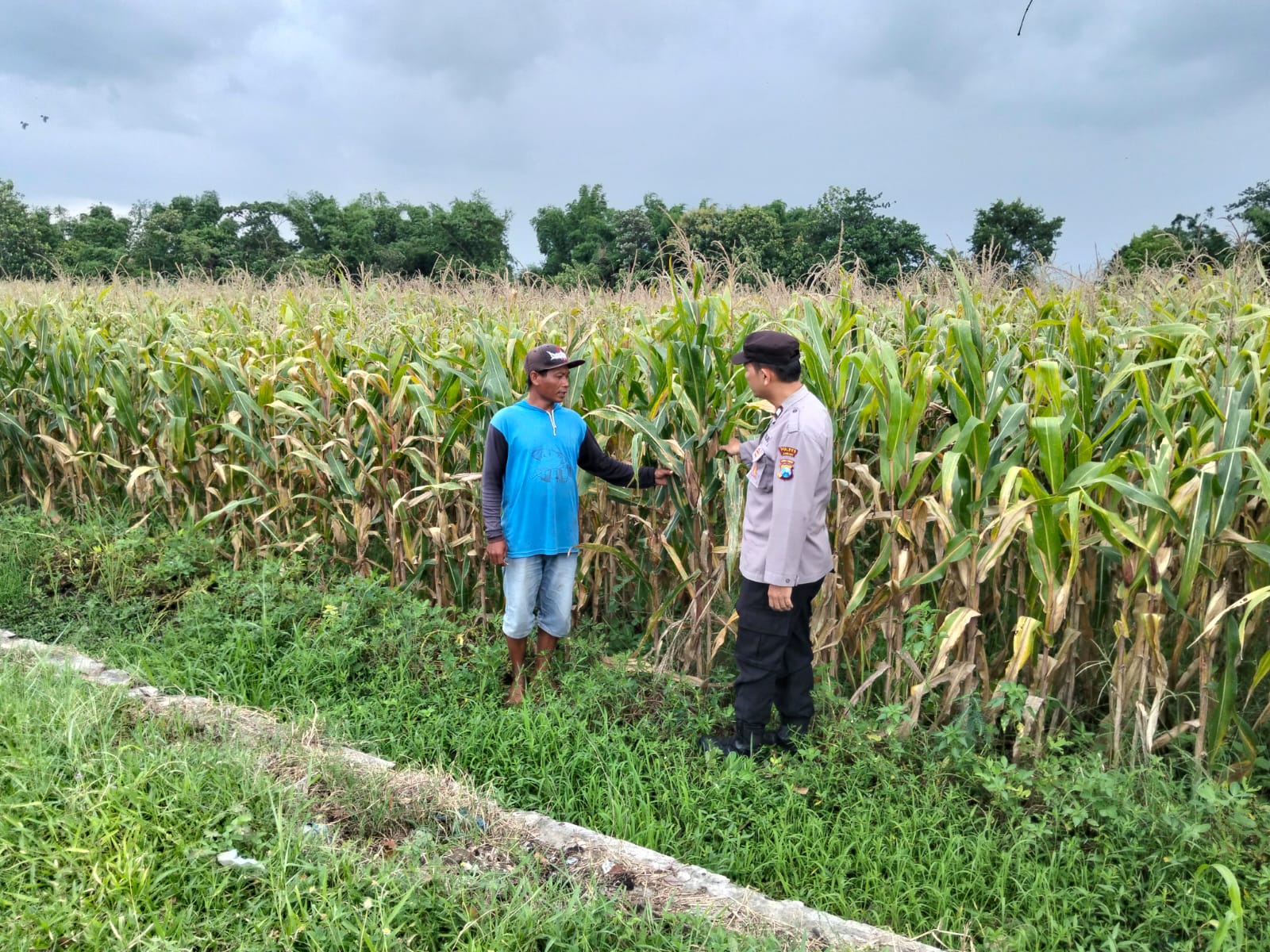 Bhabinkamtibmas Polsek Ngoro Pantau Tanaman Jagung di Lahan Ketahanan Pangan