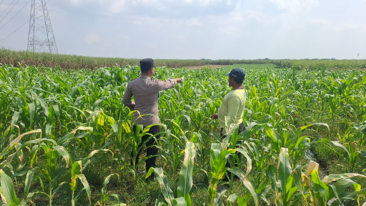 Anggota Polsek Bareng Pantau Tanaman Jagung, Wujud Dukungan Ketahanan Pangan Nasional