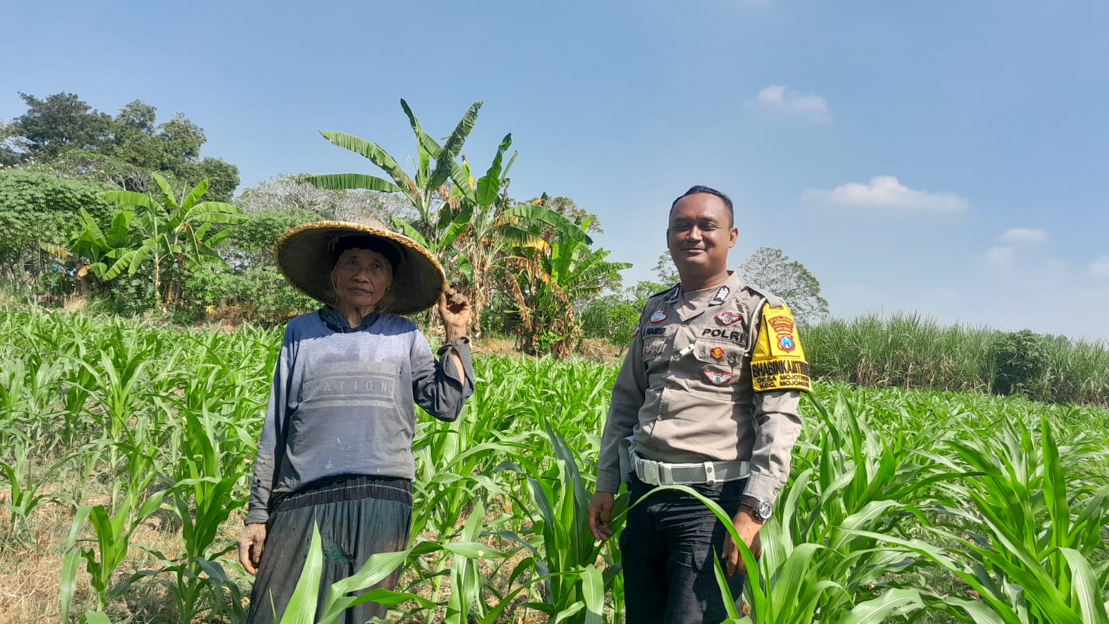 Bhabinkamtibmas Desa Mojotrisno Monitoring Tanaman Jagung untuk Dukung Ketahanan Pangan Nasional