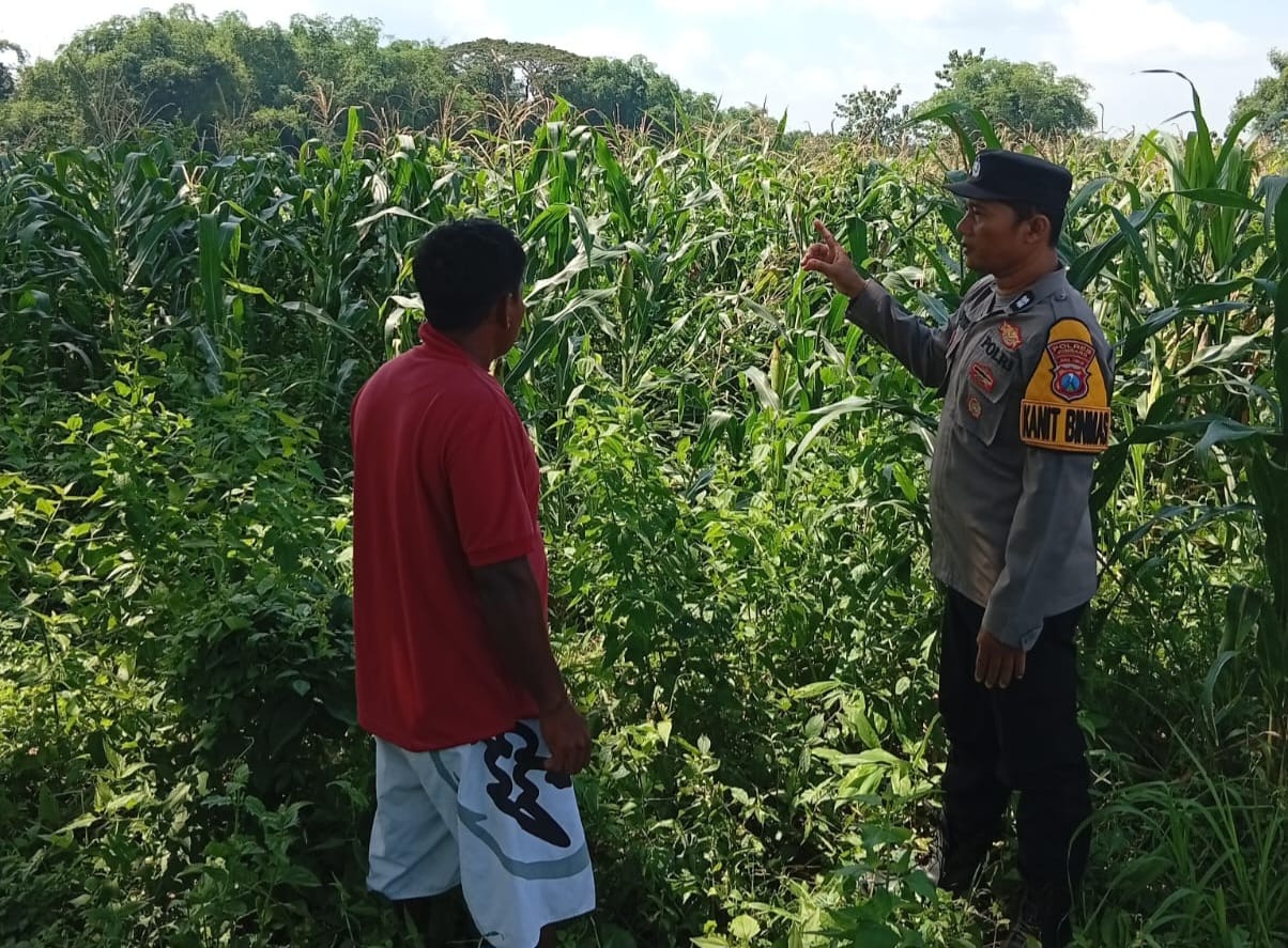 Polsek Kudu Dampingi Petani Jagung, Dukung Program Ketahanan Pangan Nasional