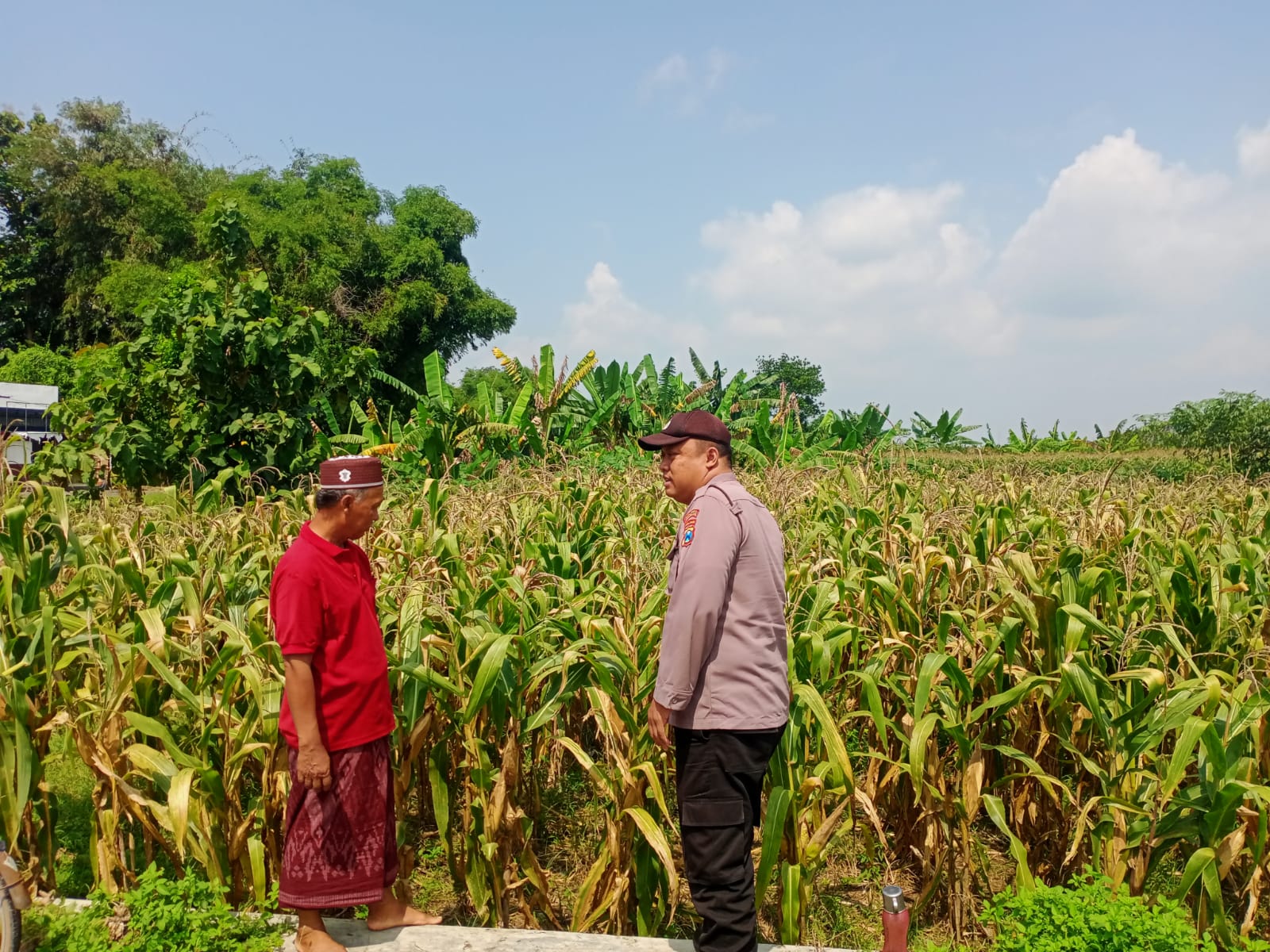 Polisi Pantau Tanaman Jagung, Wujud Dukungan Ketahanan Pangan Nasional
