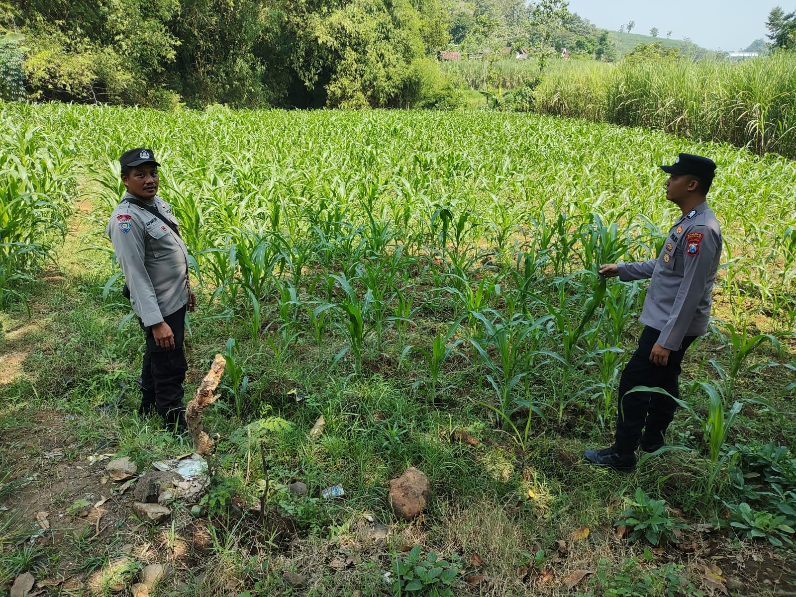 Polsek Bareng Polres Jombang Cek Lahan Jagung, Dukung Asta Cita Wujudkan Swasembada Pangan
