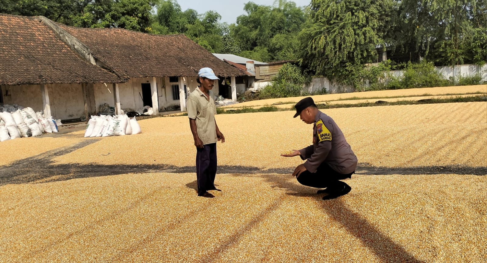 Bhabinkamtibmas Desa Ngampungan Bantu Penjemuran Jagung, Dukung Ketahanan Pangan dan Kesejahteraan Petani