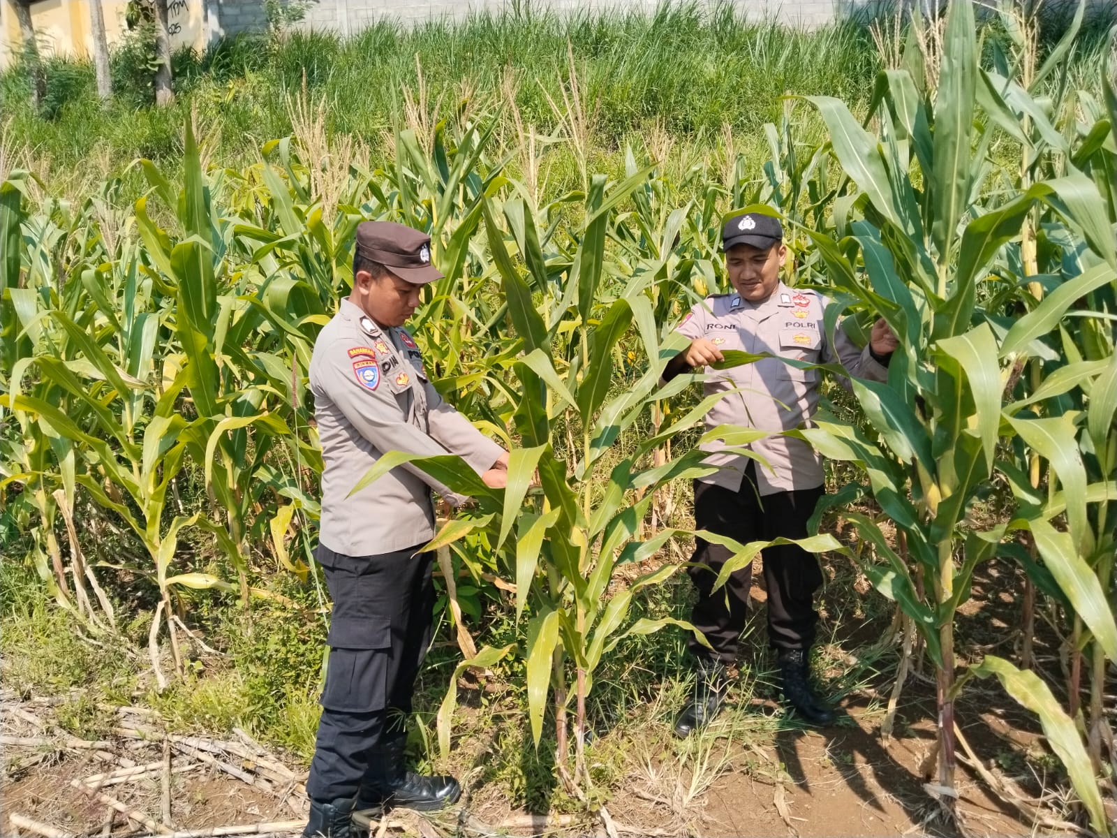 Polisi Mitra Petani, Bhabinkamtibmas Polsek Wonosalam Cek Pertumbuhan Tanaman Jagung