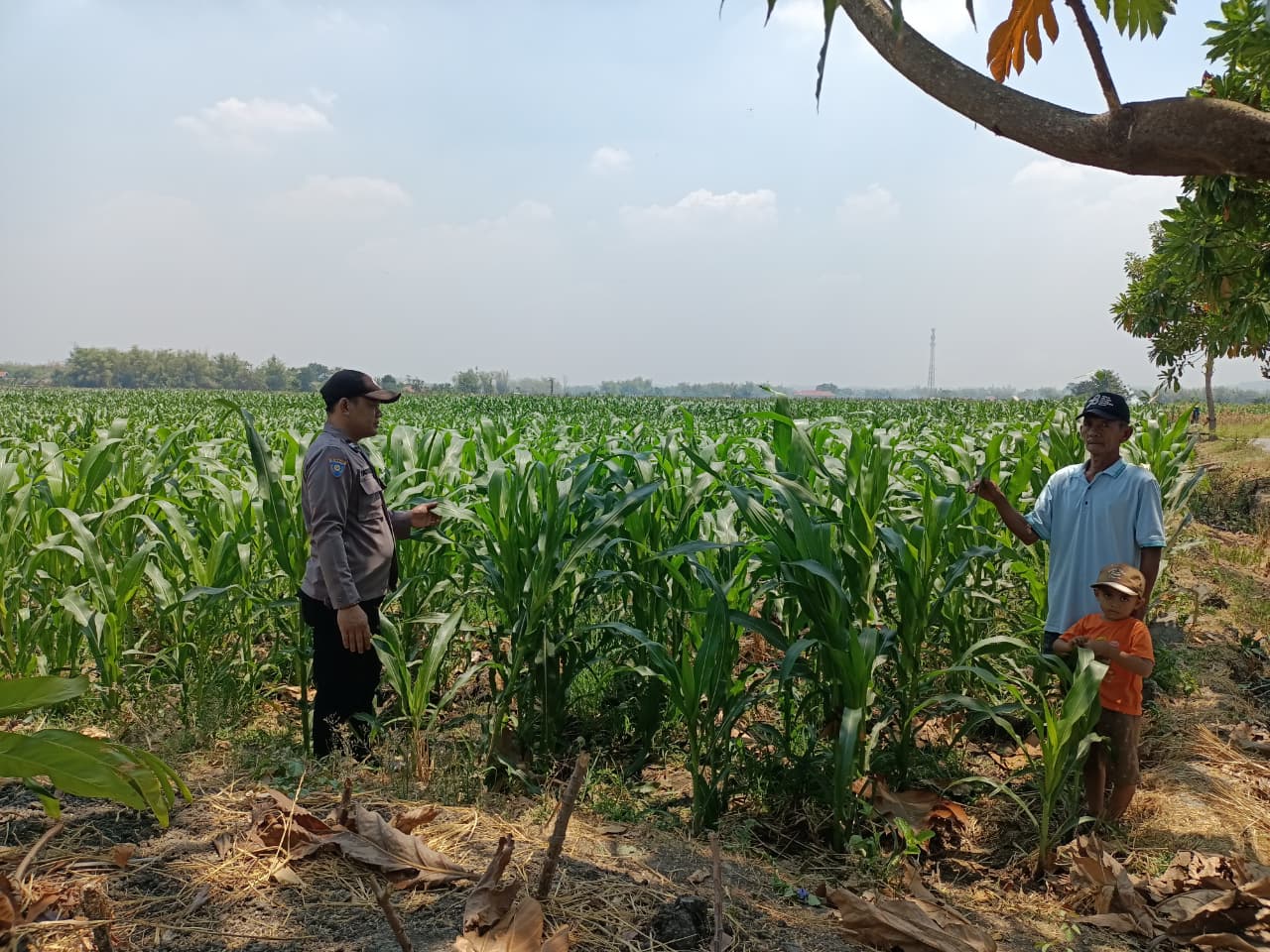 Panit Binmas Polsek Ploso Laksanakan Pemantauan Tanaman Jagung dalam Mendukung Program Ketahanan Pangan