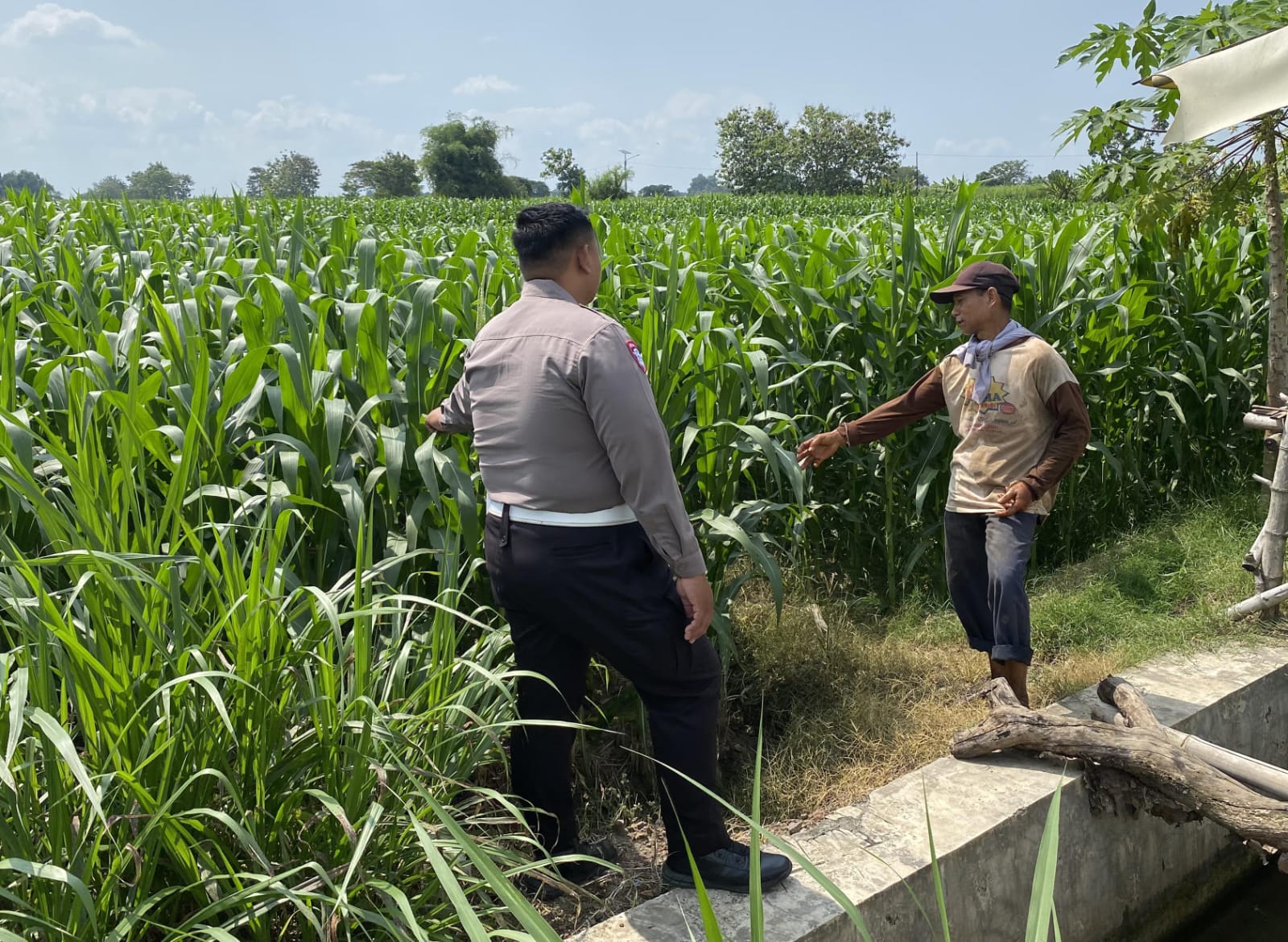 Anggota Polsek Mojoagung Dukung Ketahanan Pangan melalui Peninjauan Lahan Jagung