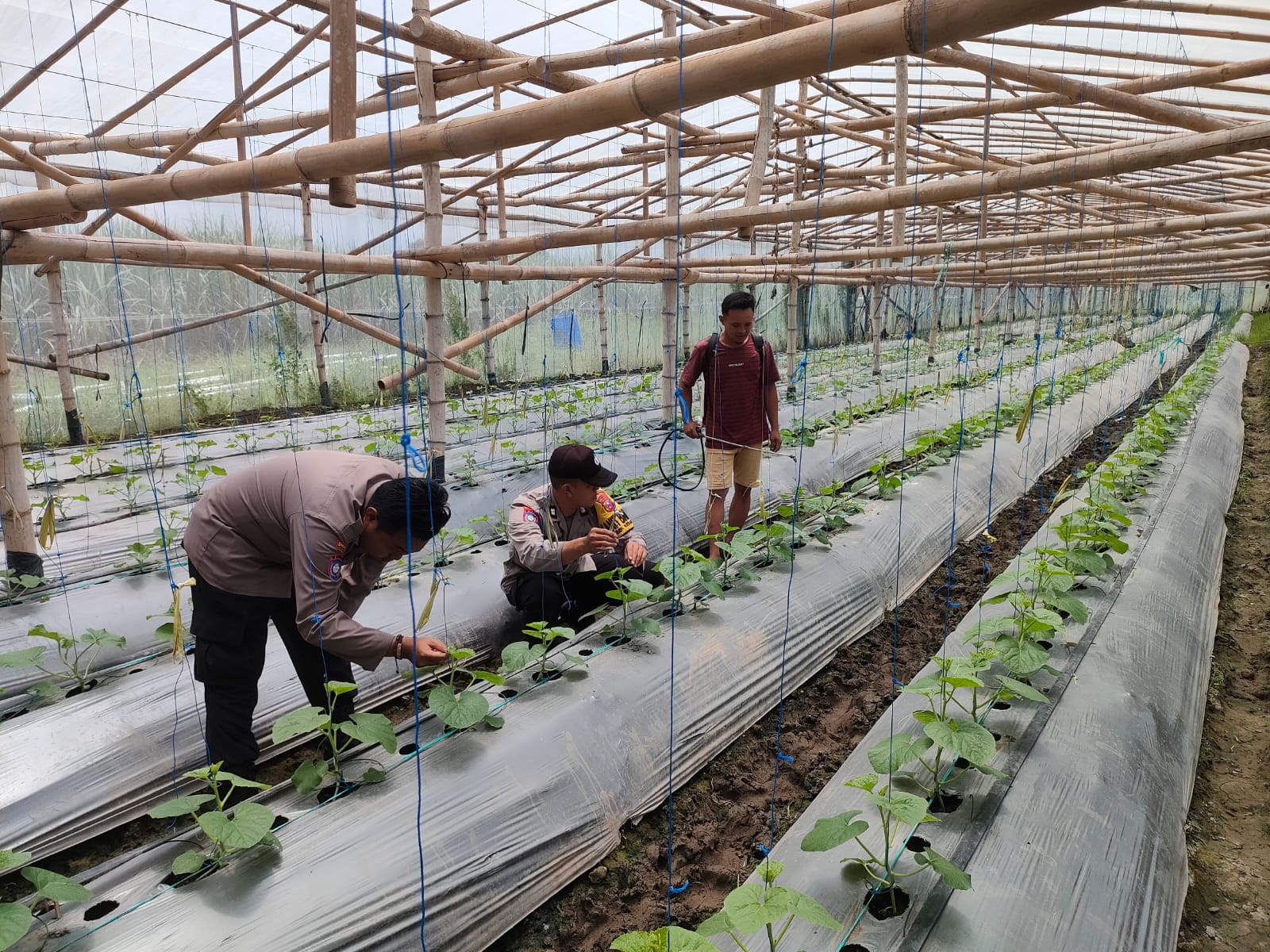 Bhabinkamtibmas Polsek Kesamben Sambang Petani Melon