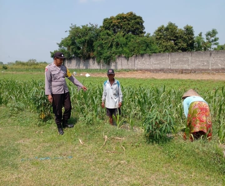 Polsek Ngoro Laksanakan Pengecekan Lahan Pertanian Jagung dalam Mendukung Program Swasembada Pangan Nasional