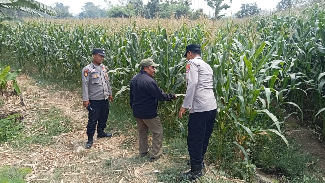 Wujudkan Swasembada Pangan, Polres Jombang Libatkan Bhabinkamtibmas Pantau Tanaman Jagung