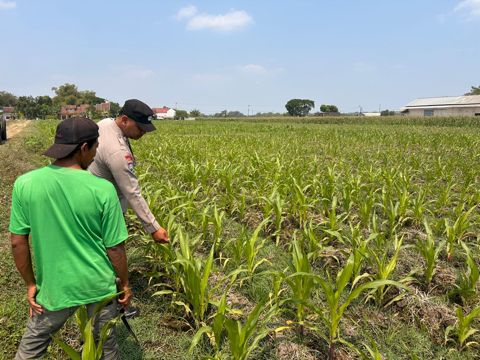 Bhabinkamtibmas Polsek Ngoro Dampingi Petani dalam Peninjauan Tanaman Jagung untuk Mendukung Ketahanan Pangan