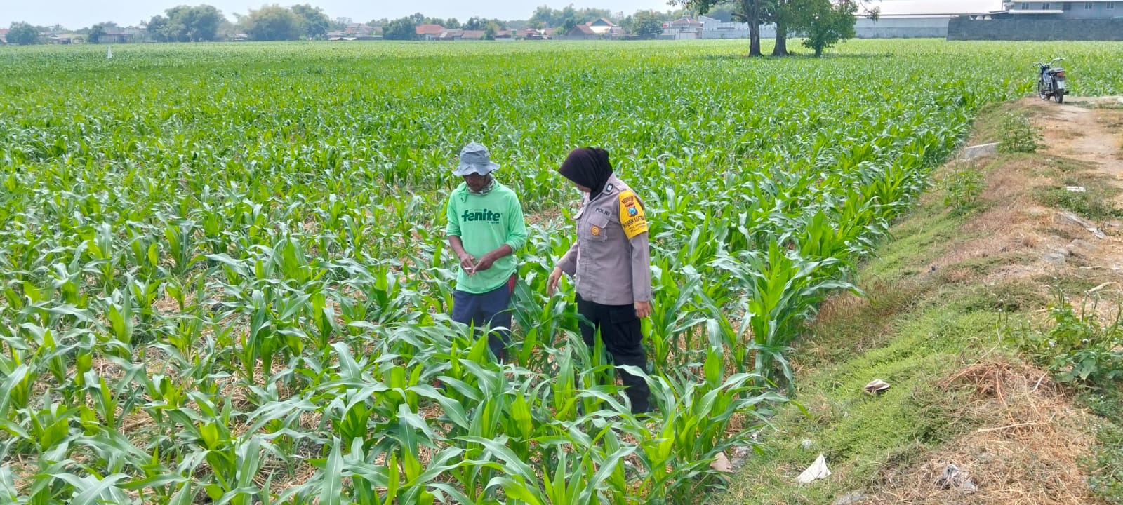 Bhabinkamtibmas Desa Mojongapit Dampingi Petani, Dukung Program Ketahanan Pangan