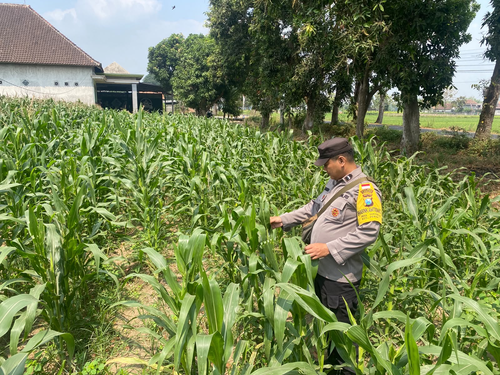 Bhabinkamtibmas desa Sukorejo Aipda Sunaryo cek lahan tanaman jagung untuk mendukung program ketahanan pangan nasional