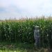 Monitoring Lahan Jagung Sebagai Bentuk Dukung Ketahanan Pangan Polsek Kudu