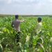 Anggota Polsek Bareng Pantau Tanaman Jagung, Wujud Dukungan Ketahanan Pangan Nasional