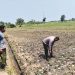 Bhabinkamtibmas Desa Bongkot Pantau Tanaman Jagung, Dukung Ketahanan Pangan di Desa Binaan